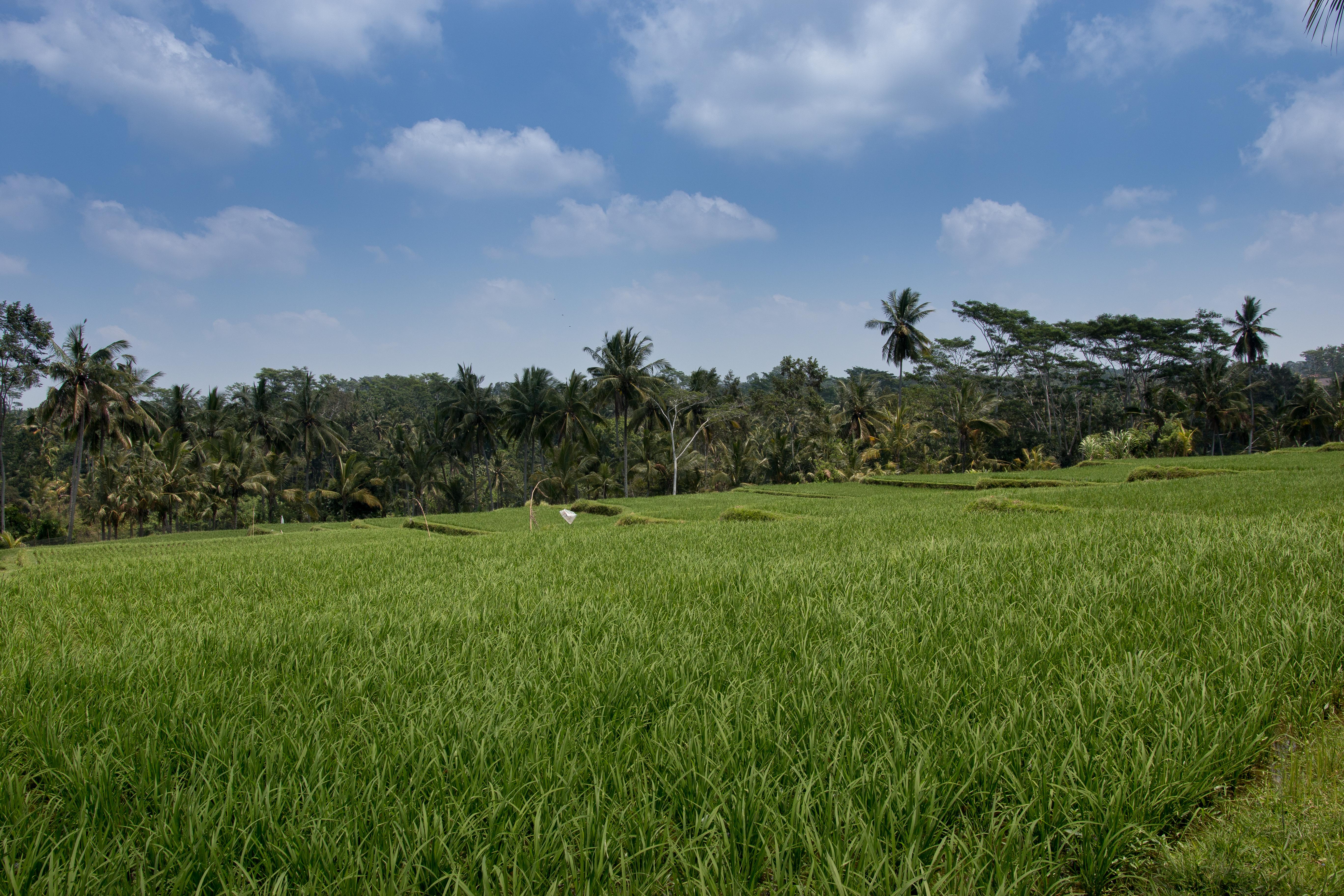 Onje Resort And Villas Ubud Eksteriør billede