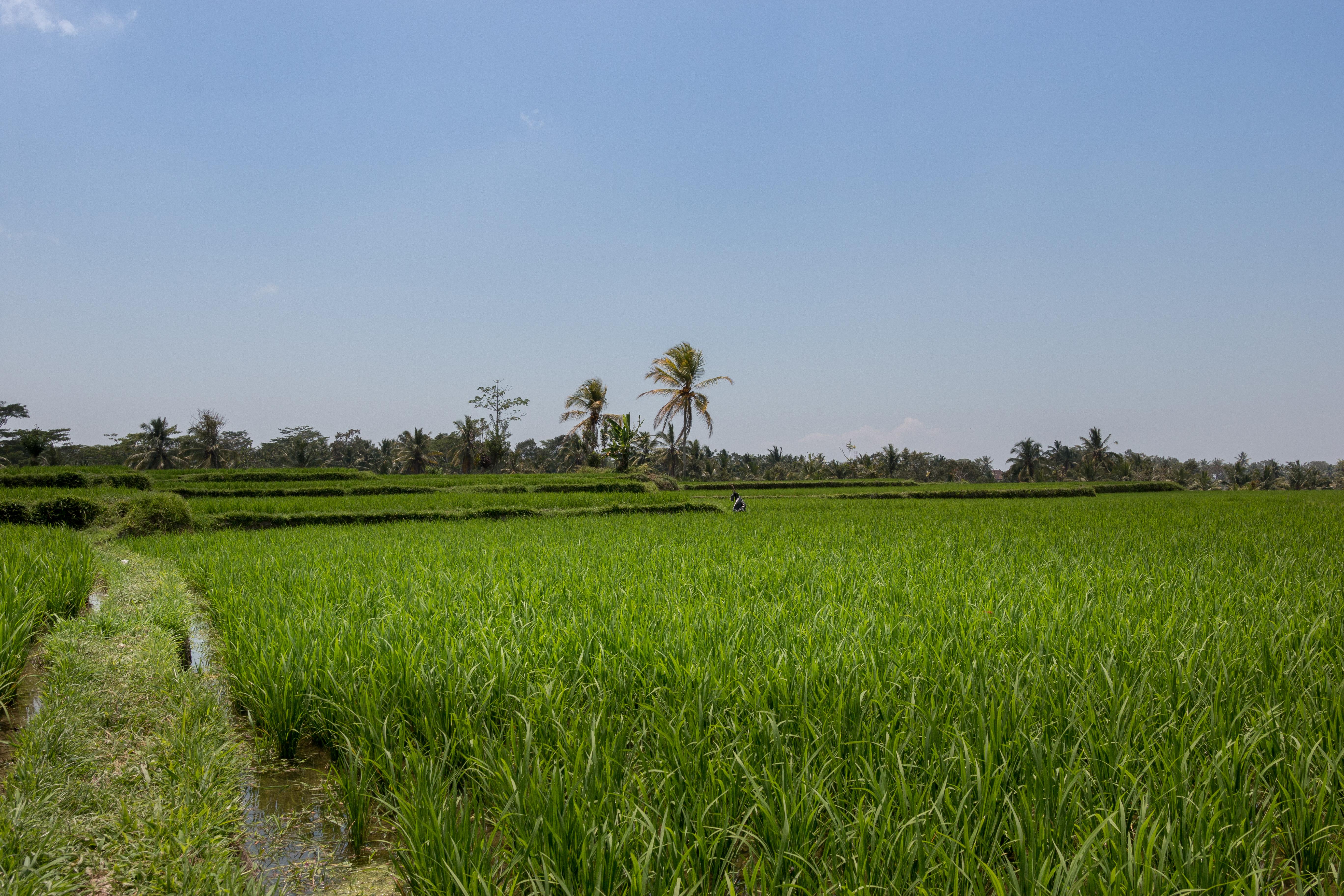 Onje Resort And Villas Ubud Eksteriør billede