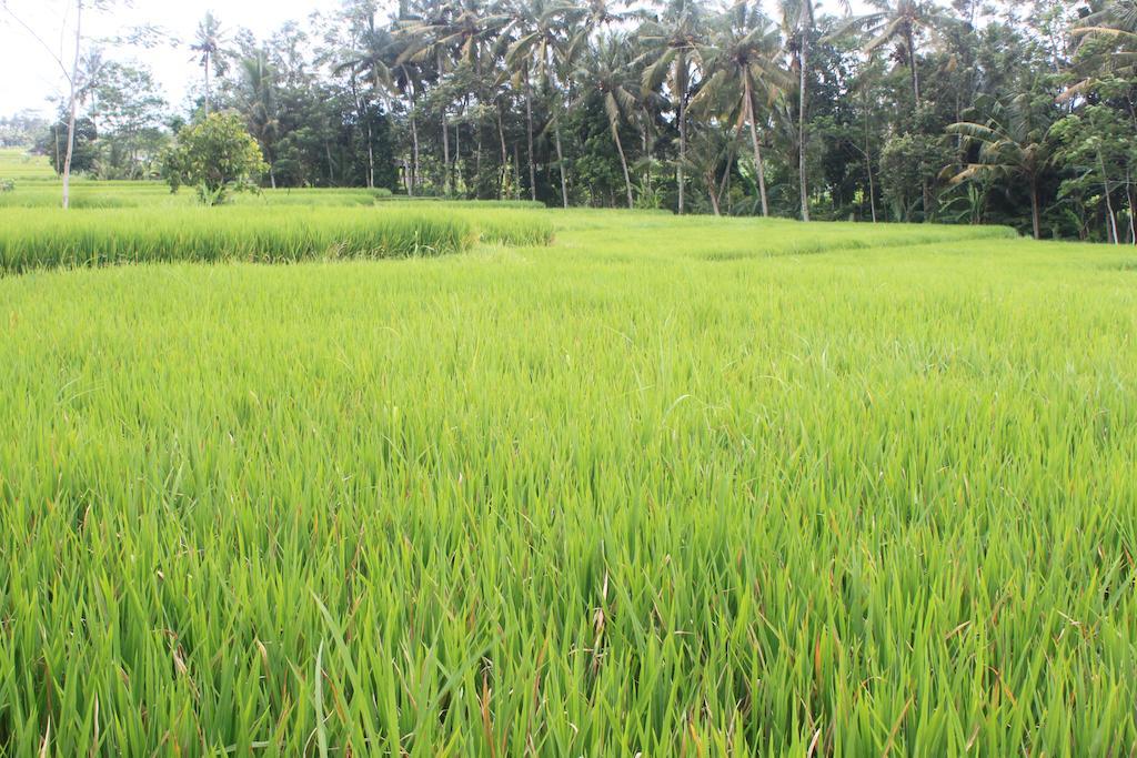 Onje Resort And Villas Ubud Eksteriør billede